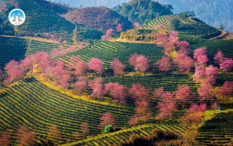 Kinh nghiệm di chuyển và lưu ý khi đến Ô Quy Hồ mùa hè