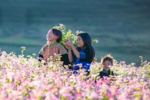 Mùa hoa tam giác mạch Sa Pa