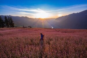 Mùa hoa tam giác mạch Sa Pa