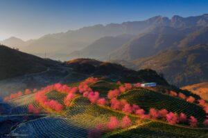 Hoa đào Sa Pa nở tháng mấy