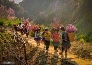 Hoa đào Sa Pa nở tháng mấy